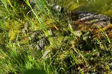 Frösche sonnen sich.webp