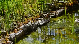 Frösche hüpfen ins Wasser.webp