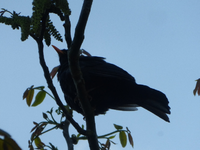 P1350208.webp