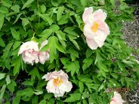 IMG_4408.webp