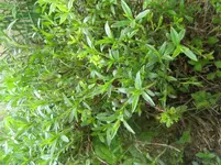 IMG_0719.webp