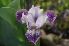 Smlg Biene100_2.webp
