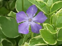 100_5929.webp