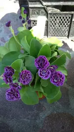IMG-20150502-WA0000.webp