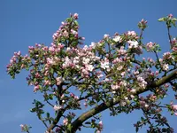 IMGP7346.webp