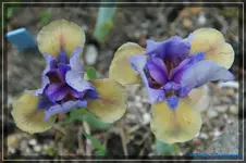 Blue Boy 25cm.webp