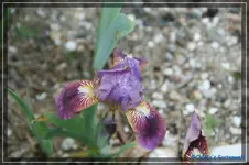 comp_DSC03293.webp