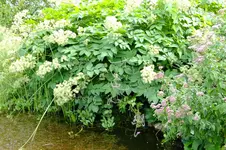 DSCF2234.webp