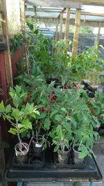 SAM_3972.webp