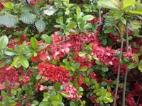CAM00219.webp