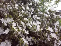 CAM00265.webp