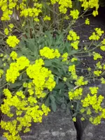 CAM00289.webp