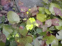 CAM00292.webp