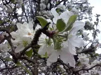 Apfelbaum.webp