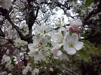 Apfelbaum (2).webp