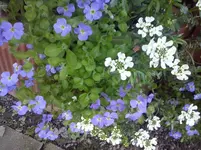 Blaukissen.webp
