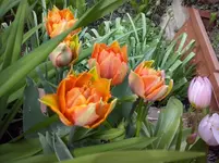 CAM00232.webp