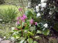 CAM00269.webp