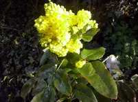 Mahonie.webp