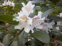 Rodo (2).webp