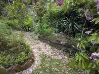 Schnee aus Kirschblüten.webp