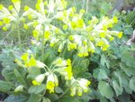 Schlüsselblume.jpg
