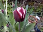 Tulpe.jpg
