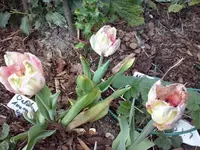 Tulpen geschenkt.webp