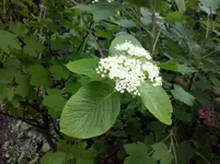 CAM00266.webp