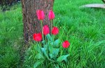 Tulpen 01.jpg