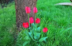 Tulpen 01.webp