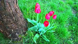 Tulpen 02.webp