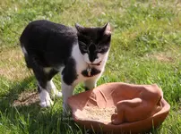 Forum Katze 2015_05_04_40D_00187.webp