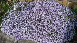 Garten4.5 001.webp