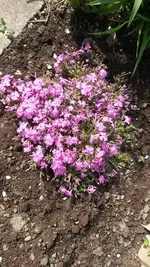 Garten4.5 002.jpg
