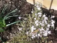 Garten4.5 003.webp