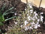 Garten4.5 003.jpg