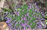 Garten4.5 004.jpg