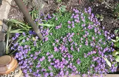 Garten4.5 004.webp