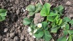 Garten4.5 005.jpg