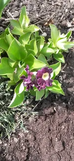 Garten4.5 006.webp
