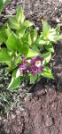 Garten4.5 006.jpg