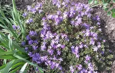 Garten4.5 007.webp