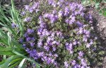 Garten4.5 007.jpg