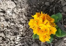 Garten4.5 008.webp