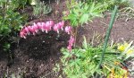 Garten4.5 009.jpg