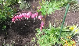 Garten4.5 009.webp