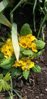 Garten4.5 011.webp
