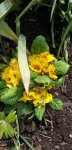 Garten4.5 011.jpg