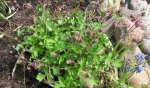 Garten4.5 012.jpg